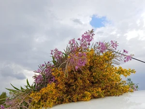 Букеты из полевых цветов