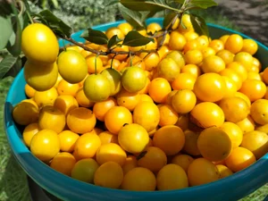 Алыча розовая крупная