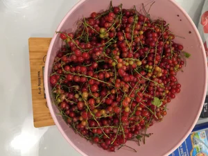 Капуста ранняя