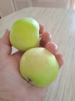 Огурцы