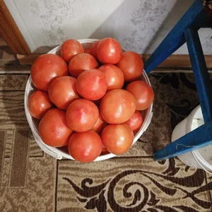 Огурцы