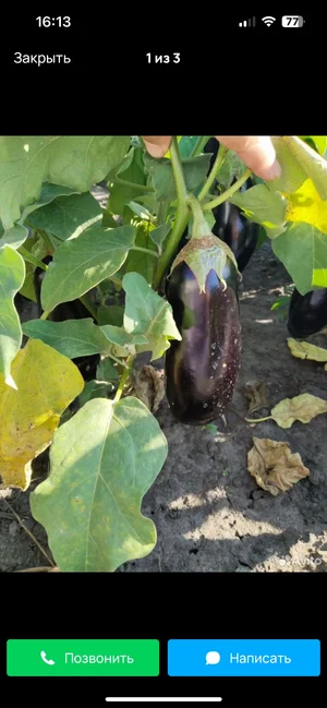 Баклажаны
