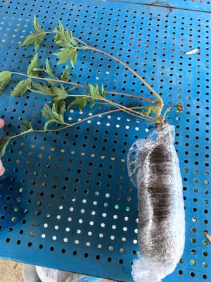 Пион древовидный "восход солнца"