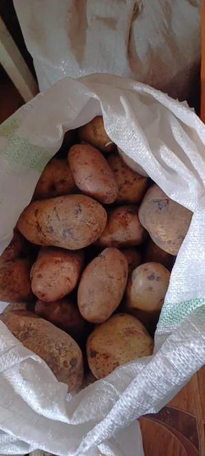 Морковь