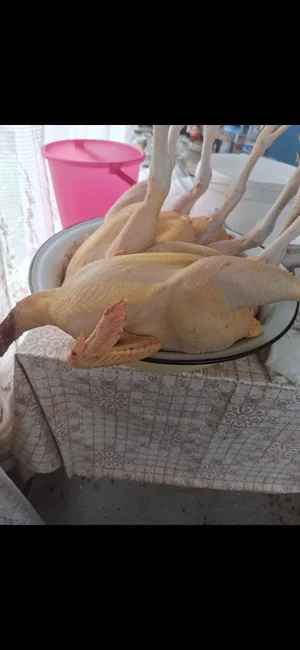 Мясо домашних кроликов