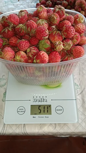 Луговая земляника
