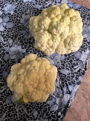 Куриные яйца