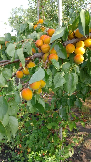 Абрикосовое варенье пятиминутка