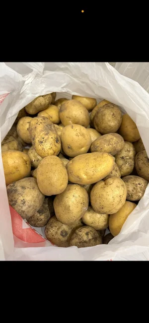 Картофель