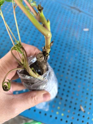 Пион древовидный "восход солнца"