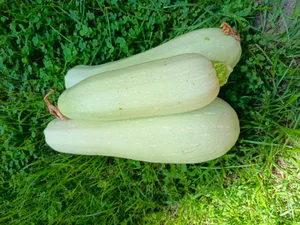 Огурцы