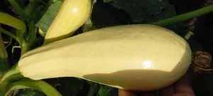 Огурцы