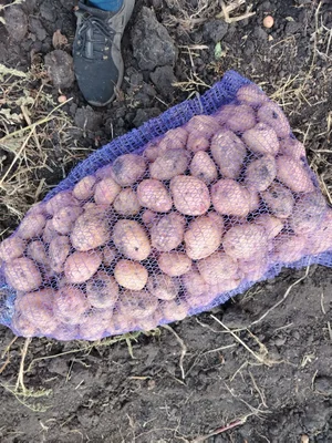 Картофель
