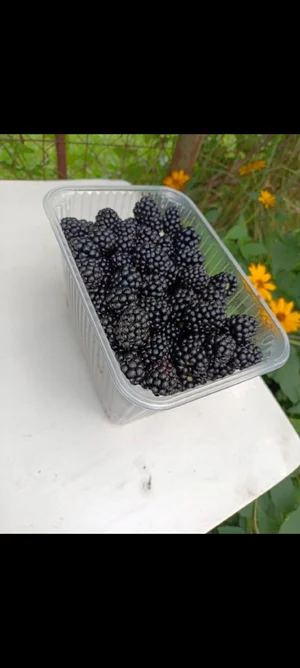 Ежевика