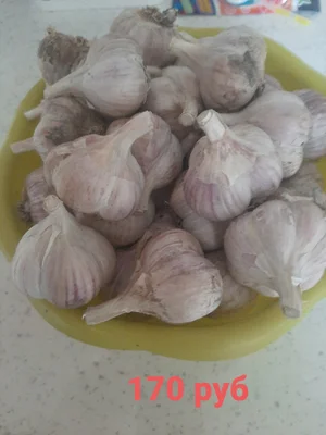 Чеснок Любаша