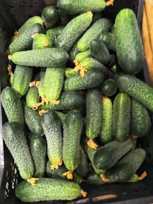 Огурцы