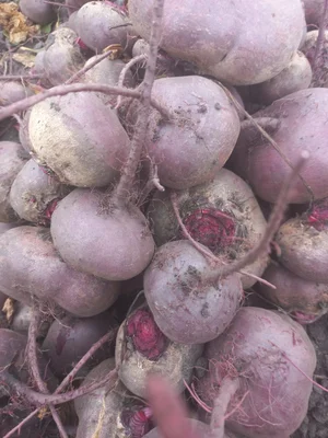 Тыква крупная