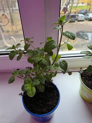 Мята "Дюшес"