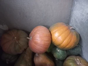 Тыква крупная