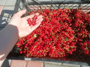 Красная смородина
