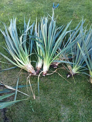 Саженцы Юкки нитчатой