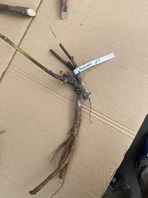 Корни пиона Хиллари