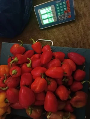 Перец
