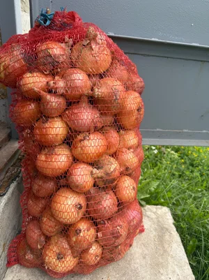 Слива