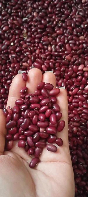 Картофель