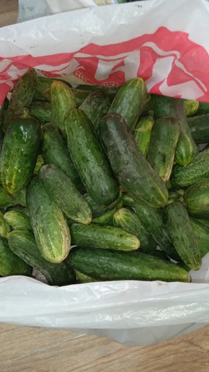Картофель крупный