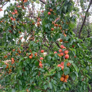 Абрикосы