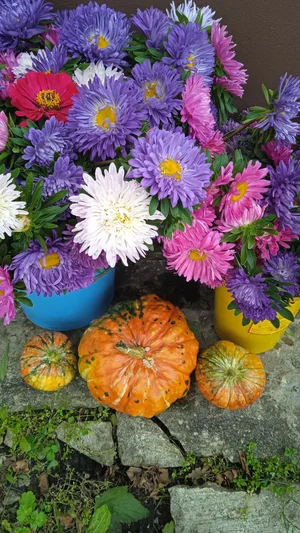 Астры букет