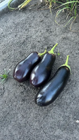 Яблоки