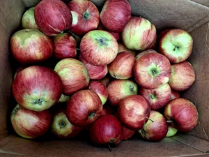 Яблоки Россошанка крупная