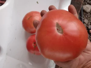 Томаты ровные, крупные