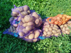Картофель сорта Коломбо, Королева Анна и Жуковский