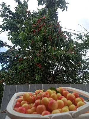Черешенка