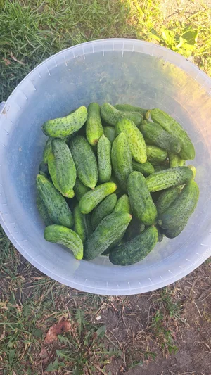 Огурчики небольшие