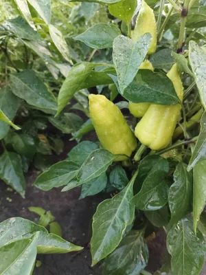 Картошка (сорт метеор)