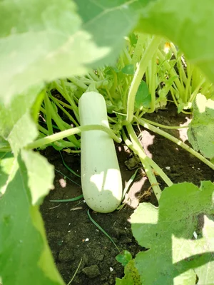 Кабачки