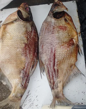 Скумбрия холодного копчения