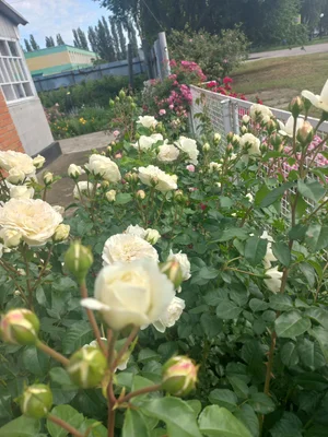 Розы на букет