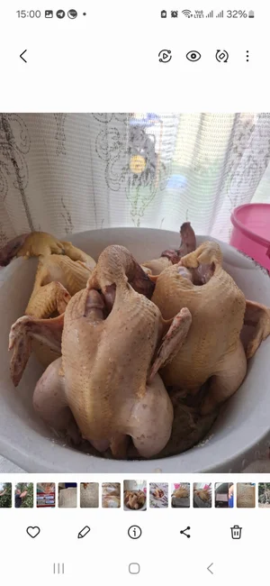 Мясо молодых куророчек бройлеров