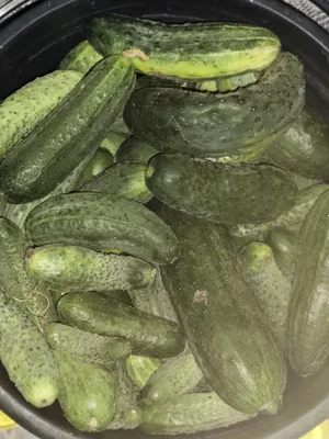 Огурцы