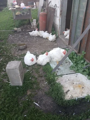 Курица бройлер домашняя деревенская