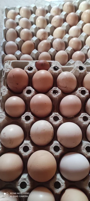 Яйца от деревенских молоденьких курочек