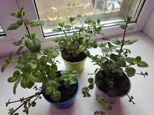 Мята "Дюшес"