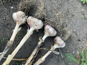 Розовый помидор