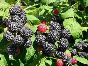 Малина чёрная Кумберленд