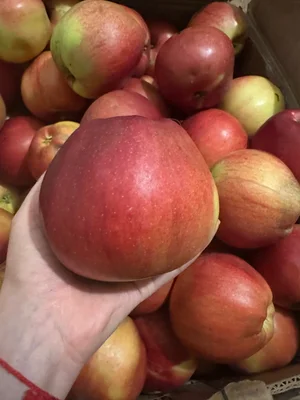 Яблоки Лиголь